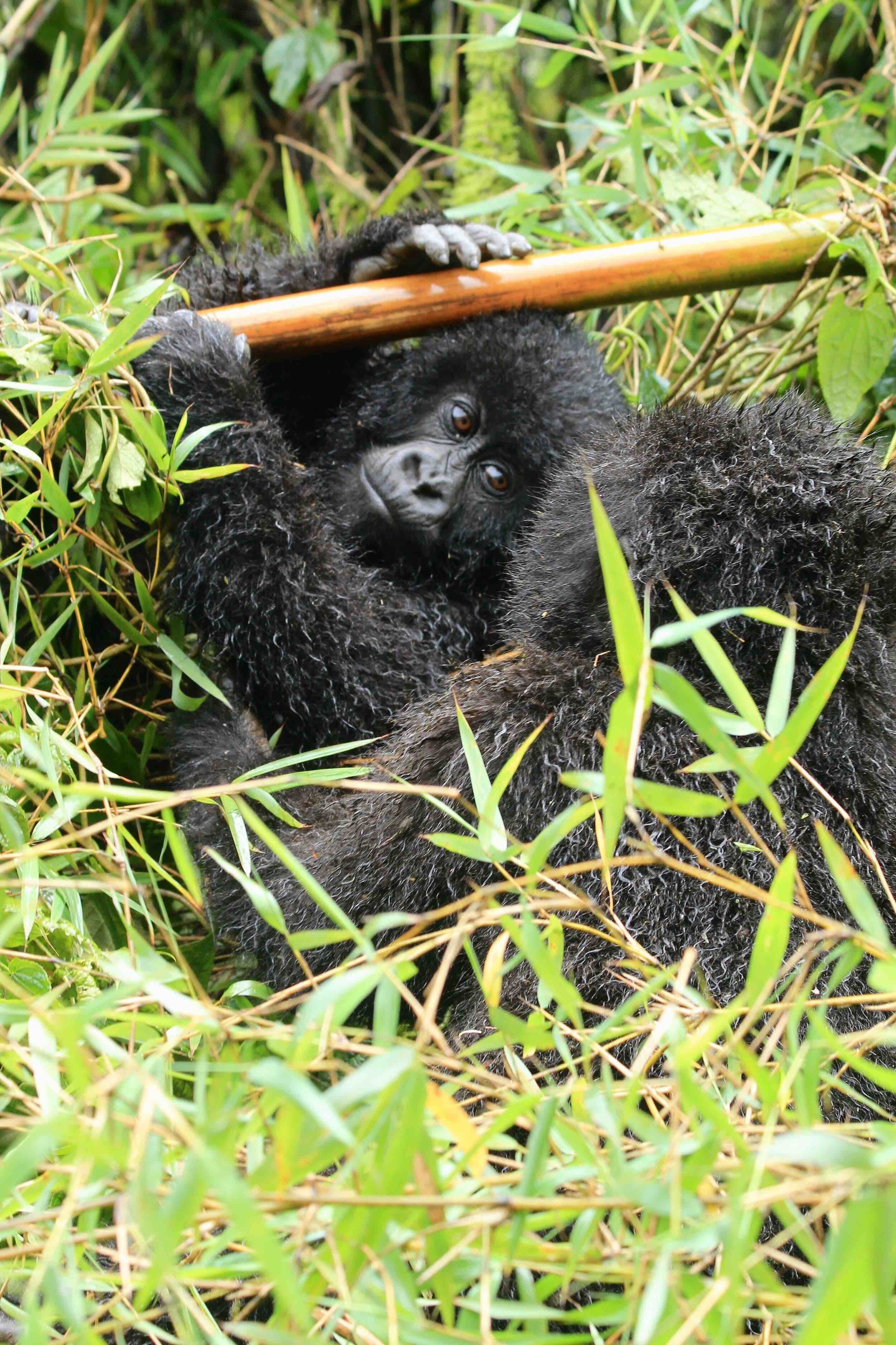 Wilder Magazine - Rwanda Gorilla Trekking - Volcanoes National Park - Youngster on Bamboo