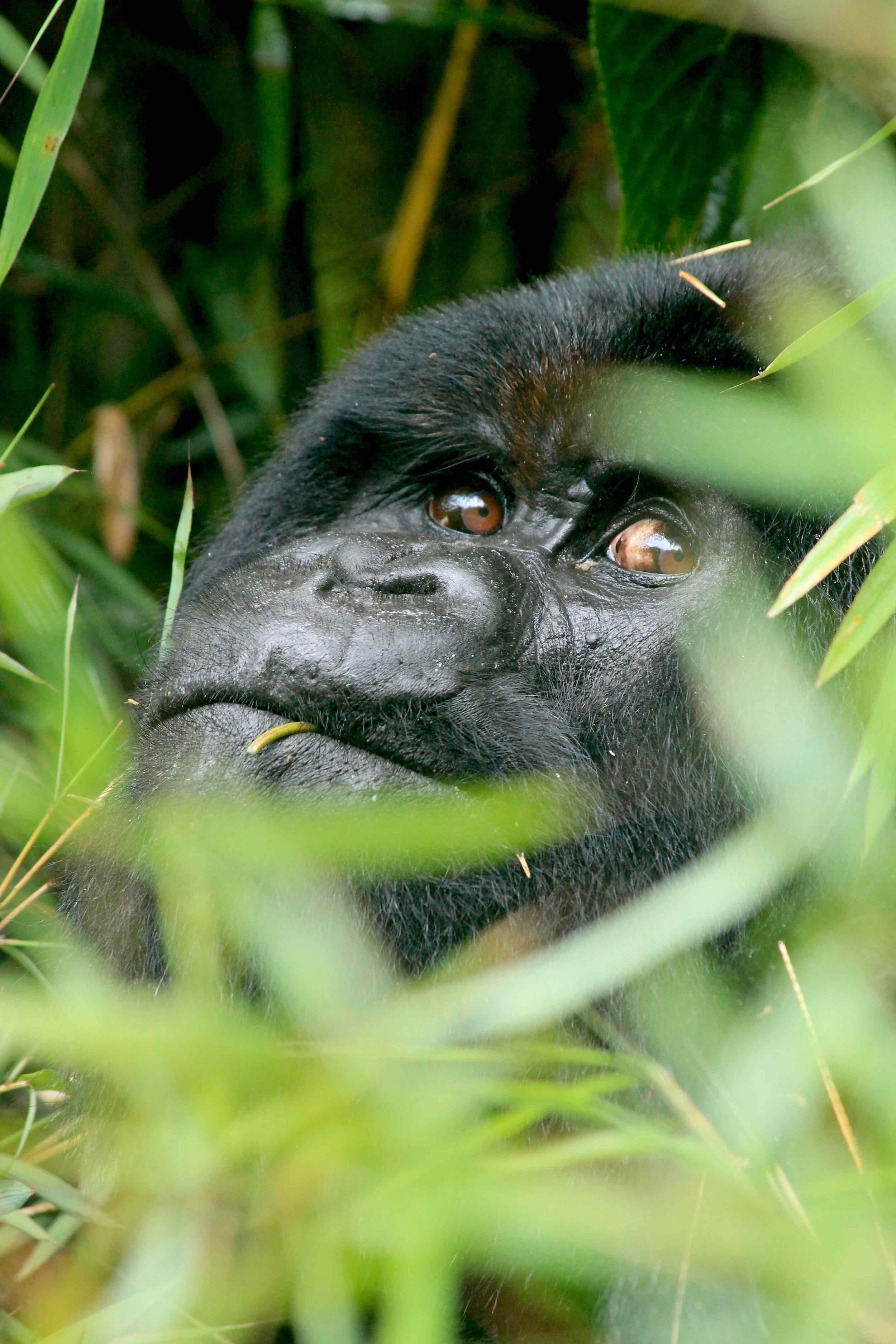 Wilder Magazine - Rwanda Gorilla Trekking - Volcanoes National Park - Mother in Bamboo