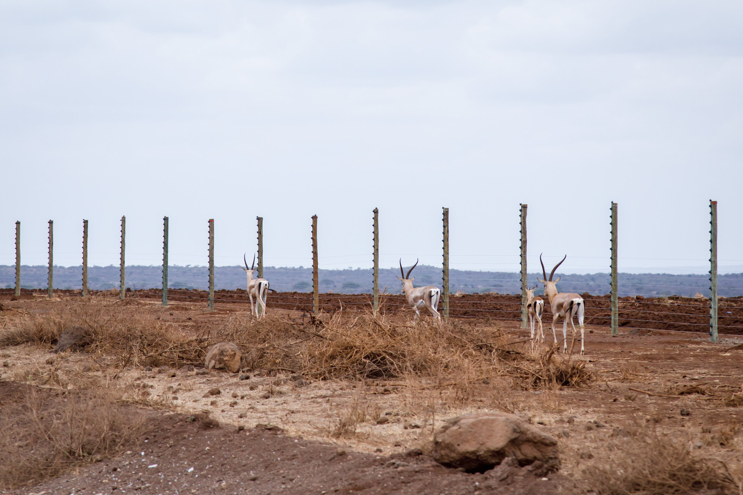 Wilder Magazine - avocados vs elephants - Amboseli Kimana KiliAvo - Kenya - Grant's Gazelles Trapped by Fence