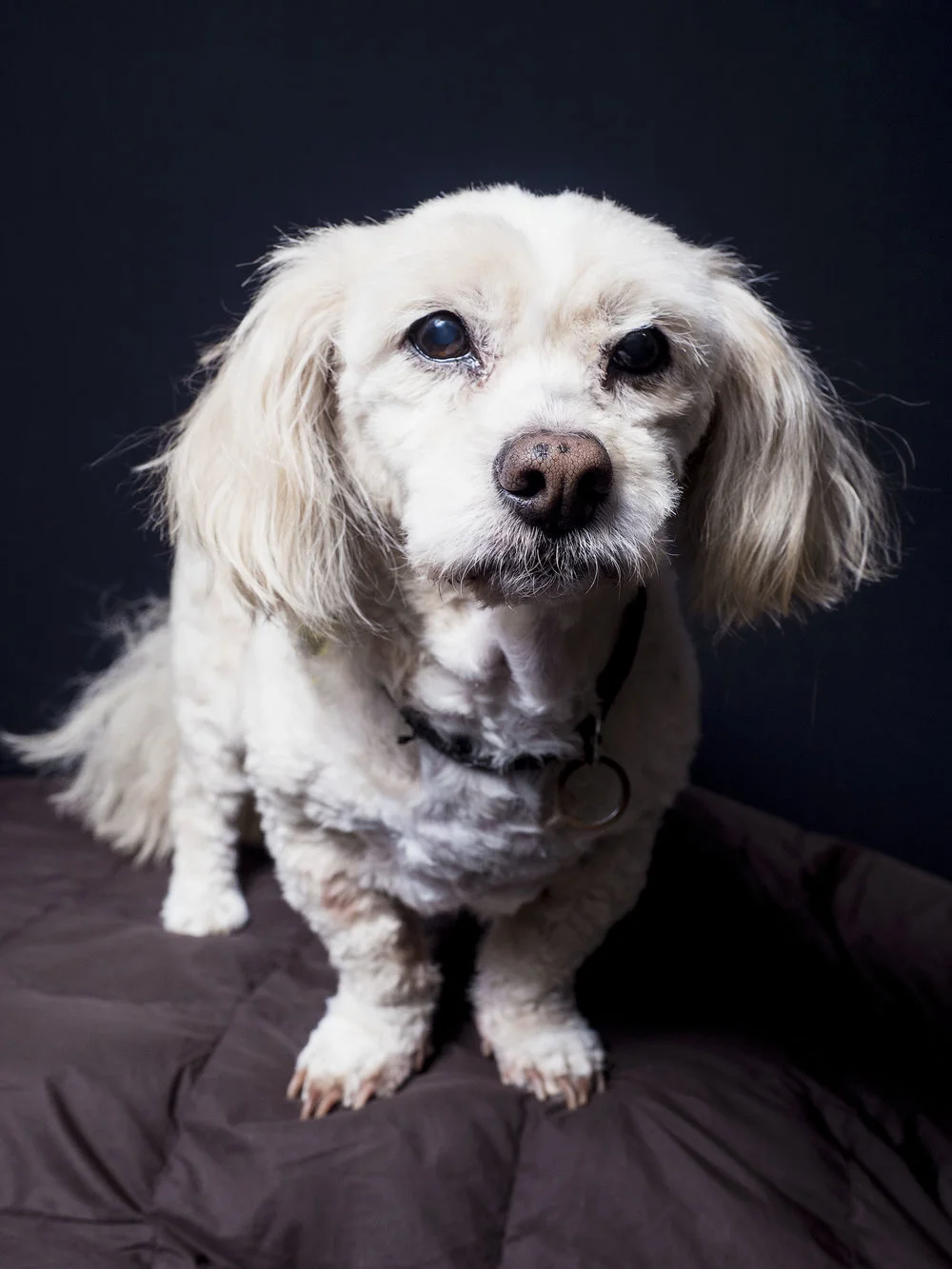 Callie…gone but not forgotten