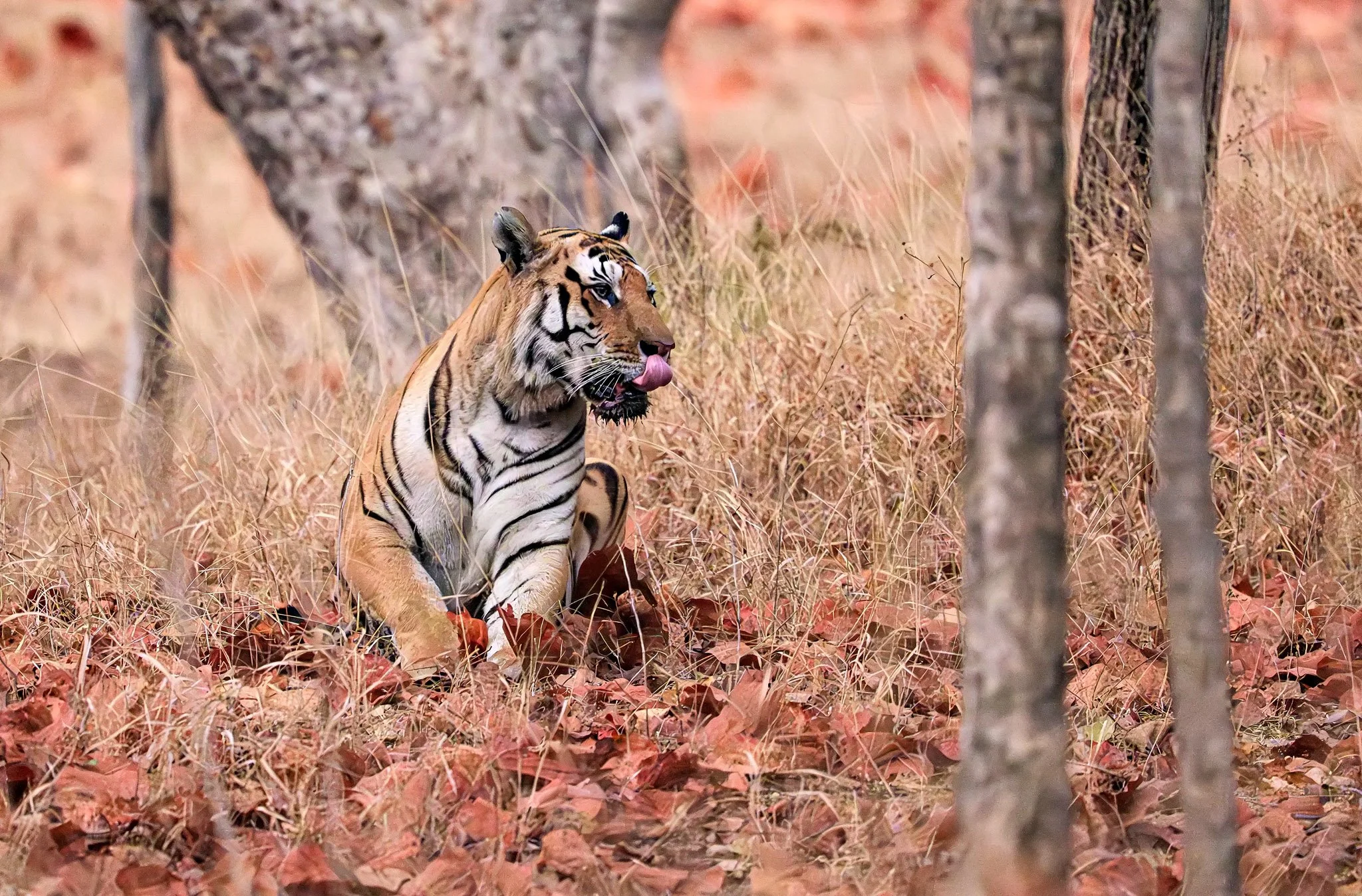 Rhinos, tigers and the Taj: a photographer’s journey across India