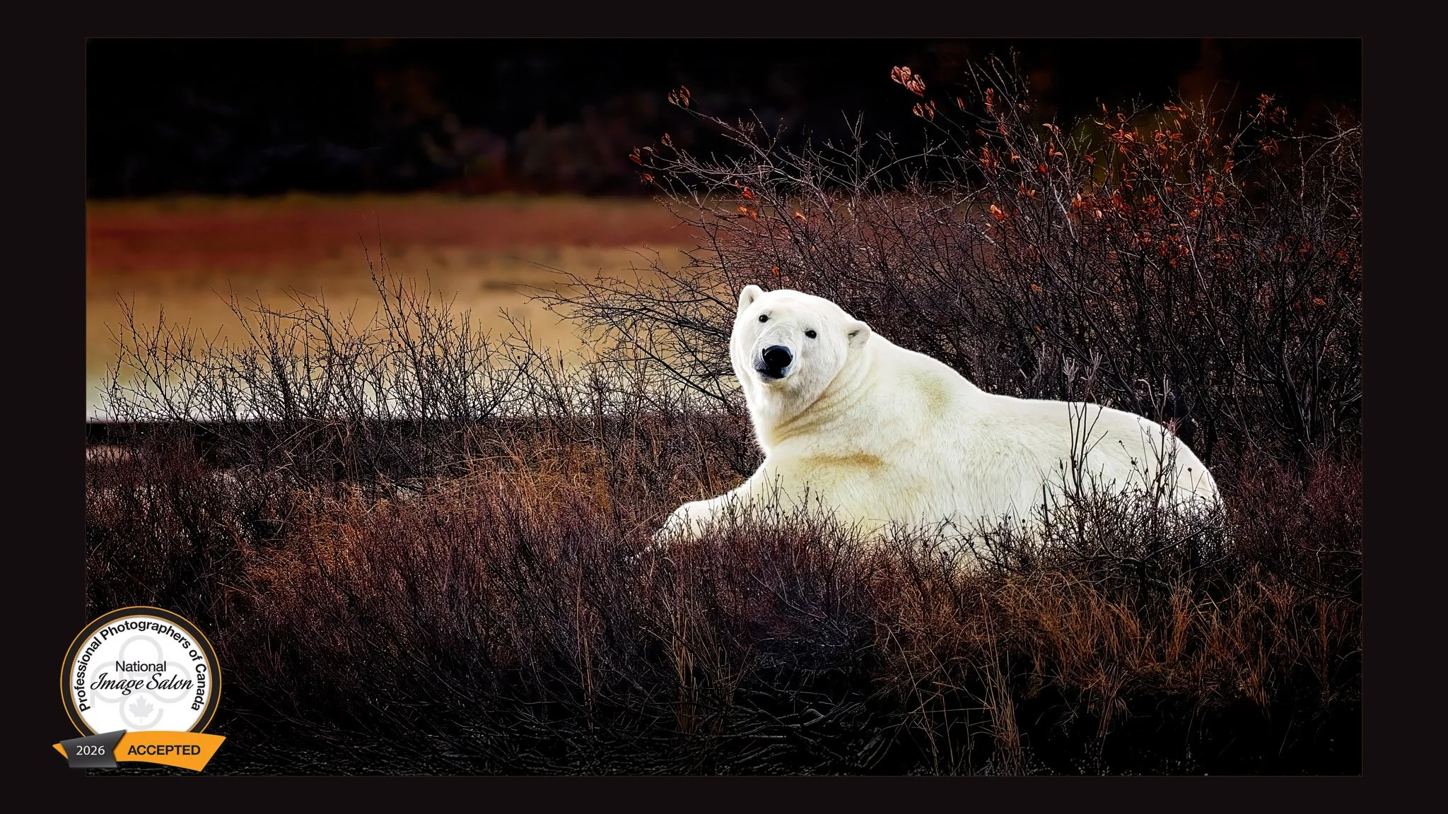 Polar bear looking at the camera on the tundra of Churchill Manitoba