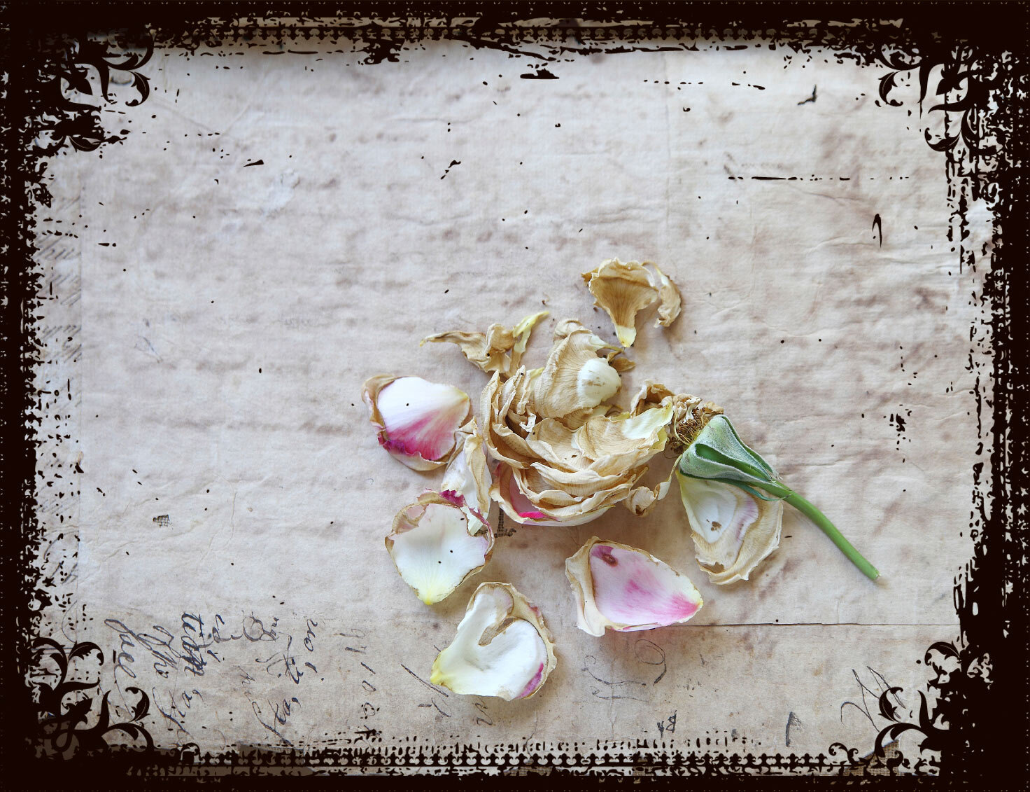 Flower-Book-dried-flower-in-frame.jpg