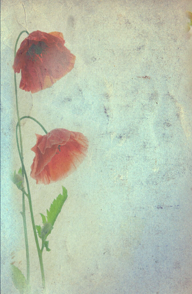 The-Flower-Book-back-cover-no-text.jpg