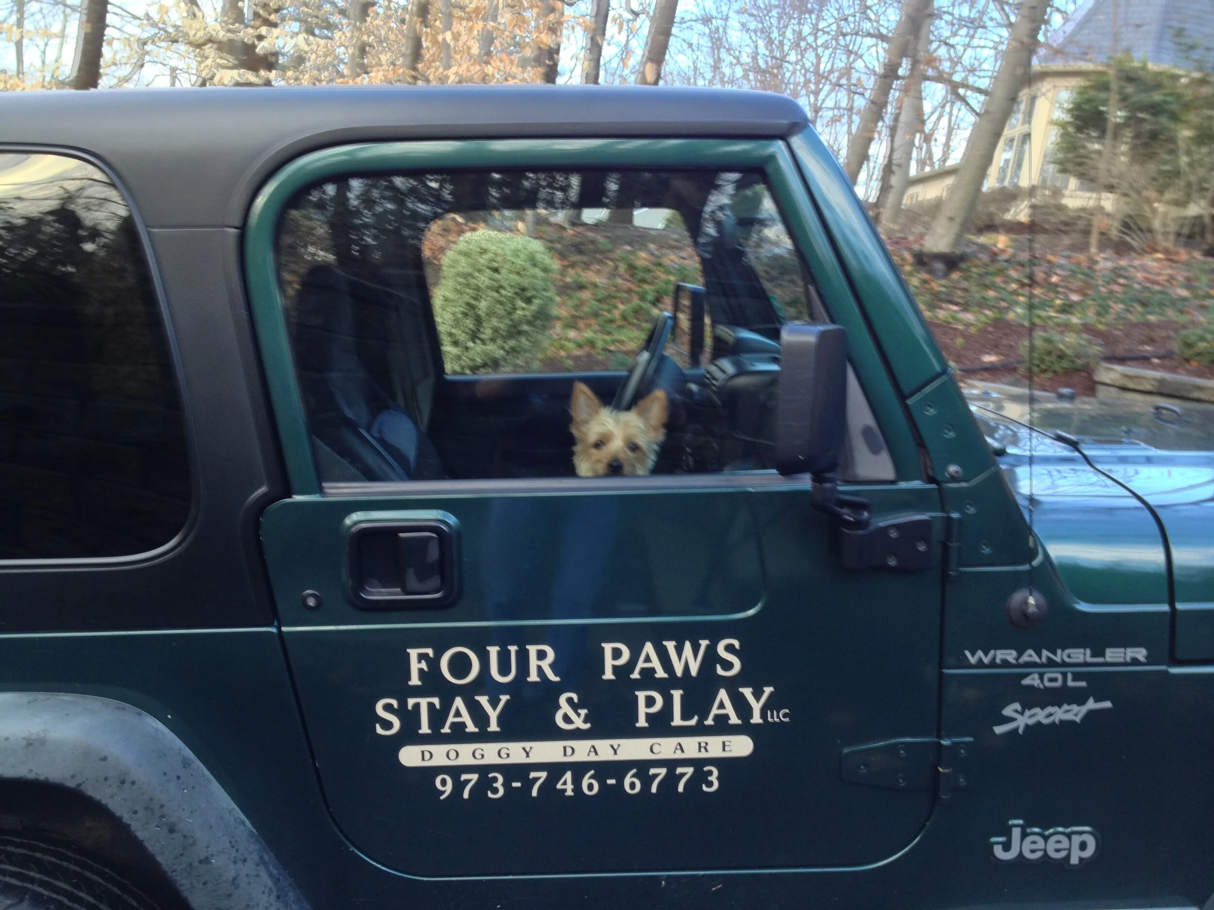 Services 3 Four Paws Stay And Play Services 3 Four Paws Stay And Play