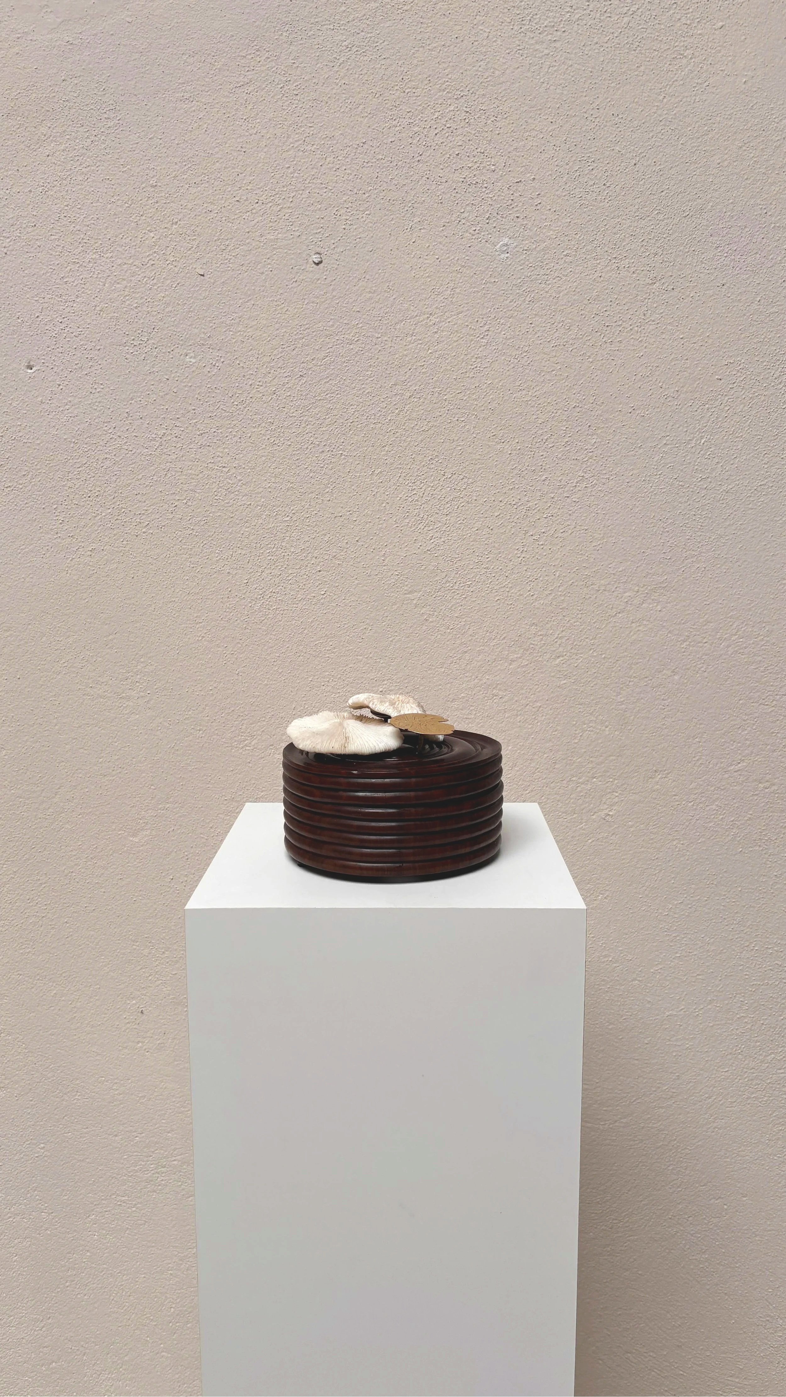 Box in African hard wood with Fungiidae | Antje Weber