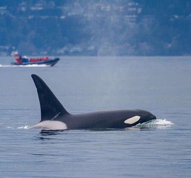 Can you tell the difference between a male and a female Orca?
-
If you are interested in whale watching with us, click the link in our bio and book now!
-
-
 #discover #nature #wildlife #feather #animal #sidneywhalewatching #westcoast #canada #advent