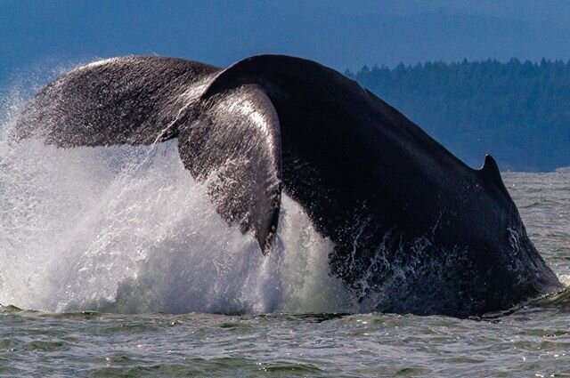 Fun Fact: like a human fingerprint, the tail of each humpback whale is unique.
-
Have you ever seen a humpbacks tail?
-
If you are interested in whale watching with us, click the link in our bio and book now!
-
-
 #discover #nature #wildlife #feather