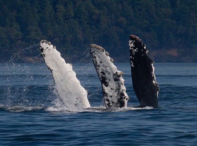 What a mesmerizing photo of two humpbacks in sync! 🐋
-
&mdash;&mdash;&mdash;&mdash;&mdash;&mdash;&mdash;
If you are interested in whale watching with us, click the link in our bio and book now!
-
-
 #discover #nature #wildlife #feather #animal #sidn