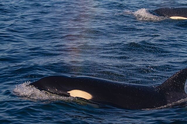 A beautiful moment taken by one of our captains!!⠀
-⠀
_______________⠀
Did you know that whales don&rsquo;t expel water from their lungs?⠀
It can be easily mistaken by how it looks as the animals breathe! Whales actually exhale as they surface, clear