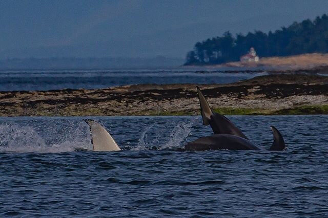 This weeks highlights!! 🦅🐋
-
________________
The Salish sea is home to an abundant variety of wildlife!
In addition to orca, humpback whales, Dall&rsquo;s, and harbour porpoises, harbour seals, Stellar sea lions and bald eagles may also be seen!!
