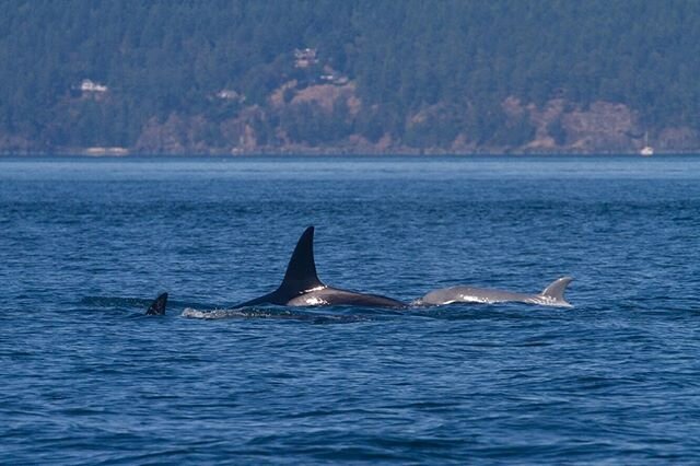 We spotted this estimated 5-6 month old calf the other day!!
Instead of being black and white, it is grey and white.
-
___________________
This calf is apart of the T46&rsquo;s.
His identification is T46-B1B, or Tl&rsquo;uk, a Coast Salish word for &