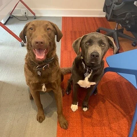 Meet Oscar and Oliver -
🐻 Oliver is a 8 year old lab/mastiff mix, with a kind soul and big bark (and/or bear growl, depending on the company). While not a fan of mail carriers or package delivery drivers, he is keen on making friends with everyone 