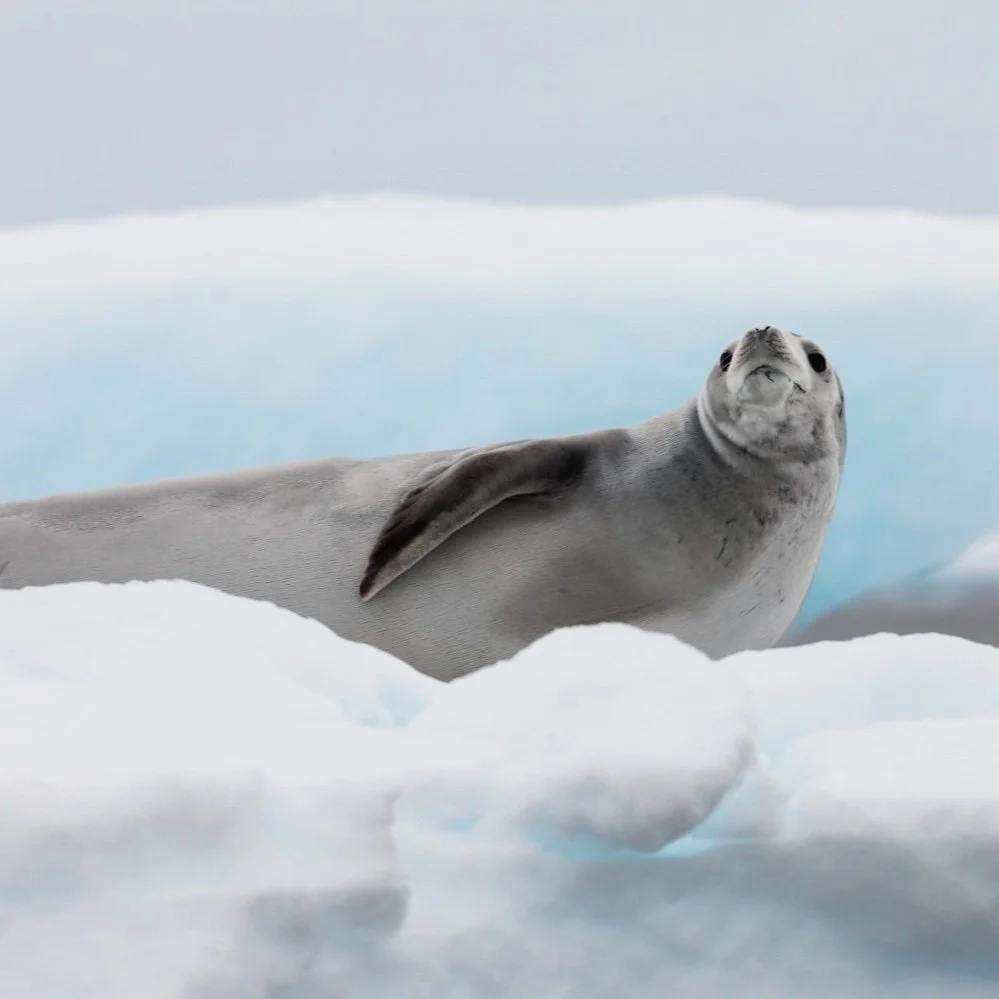 Canon EF 100-400mm f/4.5-5.6 L IS II USM Lens Review in Antarctica