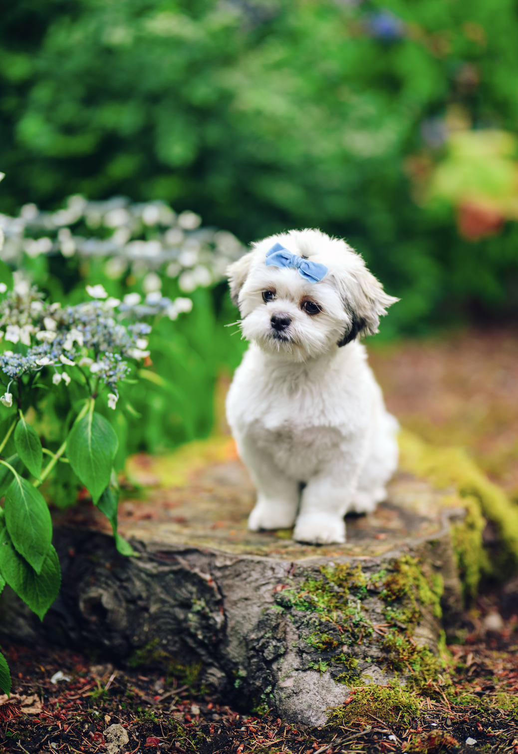 Shih Tzu Puppy Portraits: Pet Photography Posing Ideas in a Seattle Hydrangea Garden