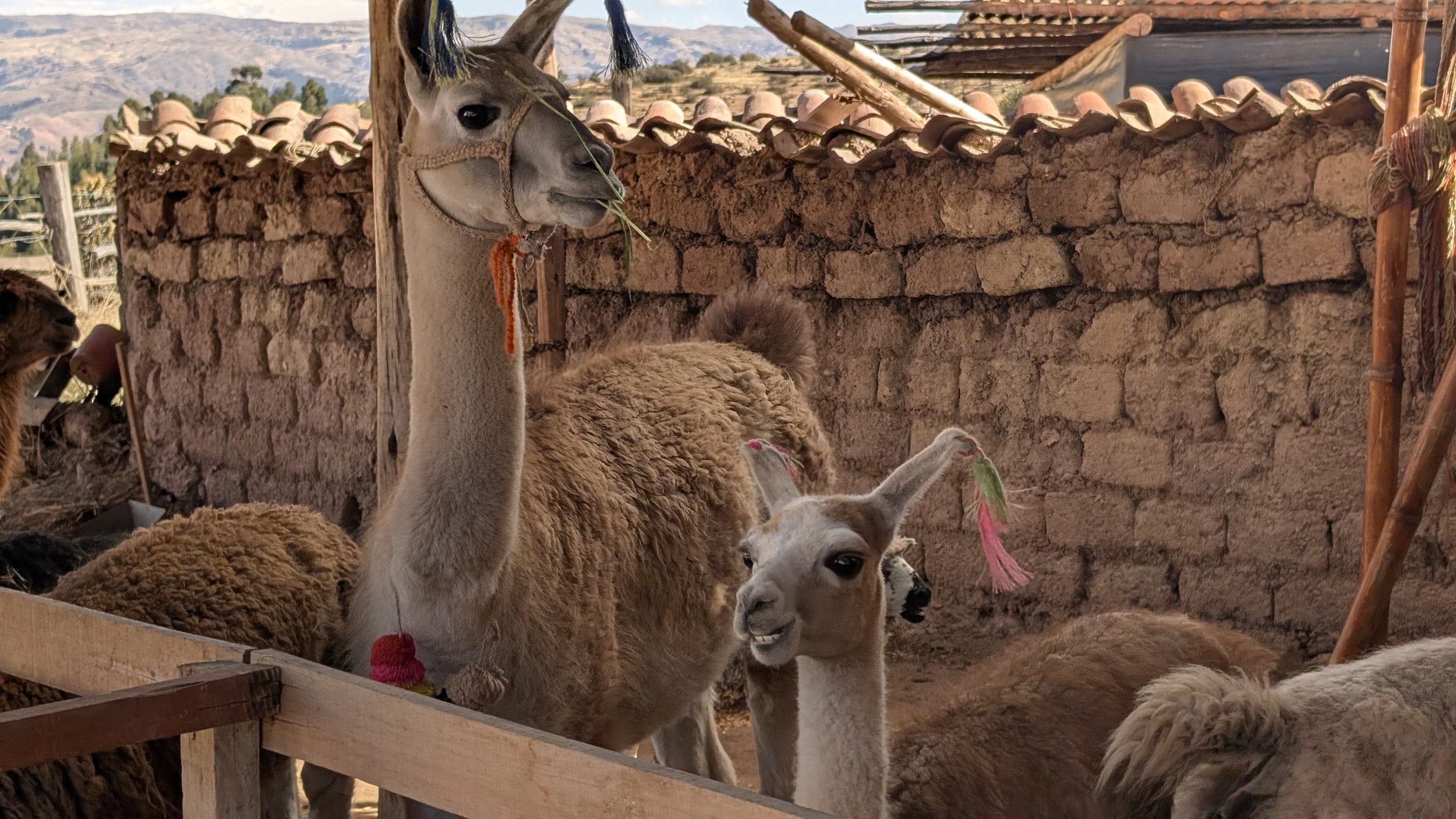 Machu Picchu to cusco, peru - day 5 - september 10, 2025