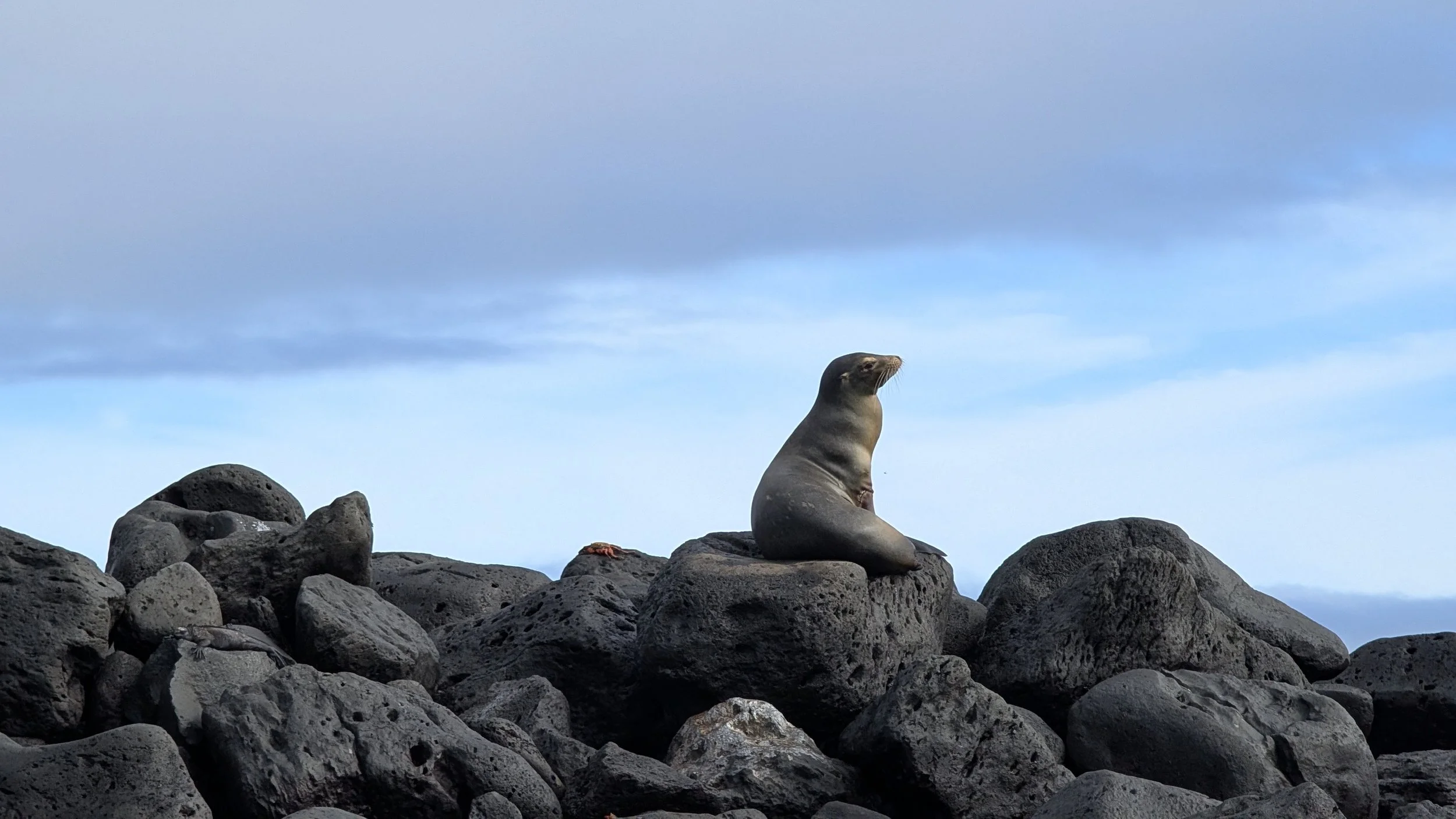 silversea orgin - Espanola island, galapagos, ecuador - day 13 - september 18, 2025