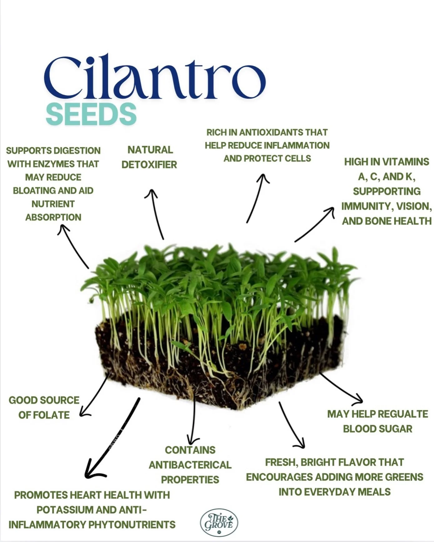 Cilantro microgreens bring all the freshness &mdash; bright flavor, immunity-boosting vitamins, and natural detox power in every tiny leaf. They&rsquo;re perfect for topping tacos, salads, soups, bowls, or anything that needs a pop of green and a lit