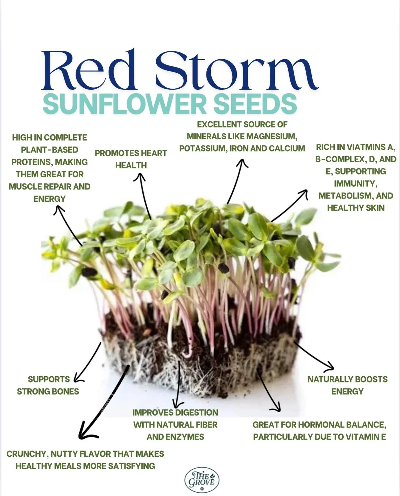 Red Storm sunflower microgreens are tiny powerhouses&mdash;packed with protein, minerals, and natural energy to keep you feeling strong and satisfied. Their crunchy, nutty flavor makes them perfect for topping bowls, salads, wraps, or even blending i