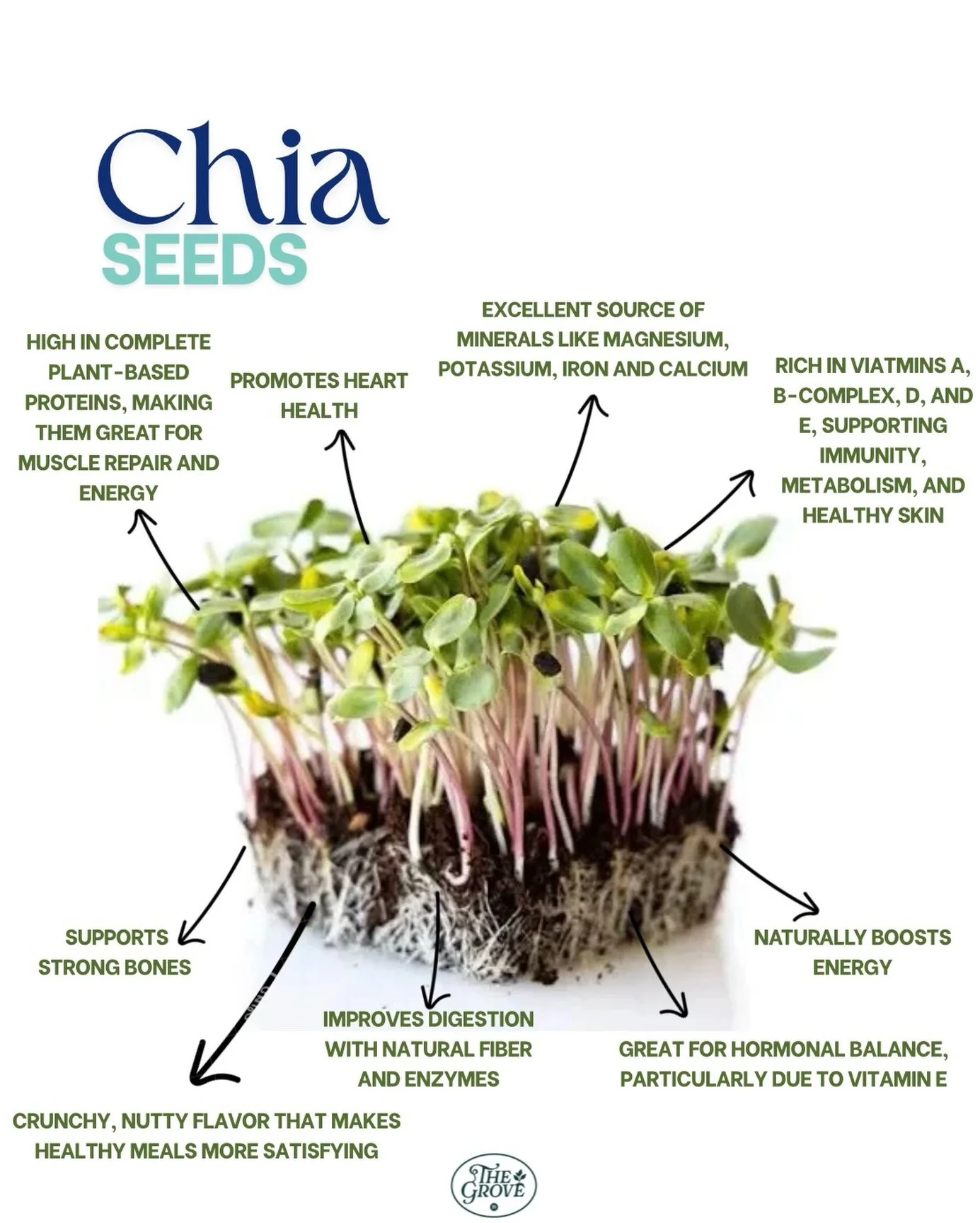 Have you ever tried adding chia seeds to your water with a squeeze of lemon? 💧🍋
It&rsquo;s a simple habit that goes a long way&mdash;supporting digestion, steady energy, and keeping you fuller longer. Chia microgreens bring that same goodness to yo