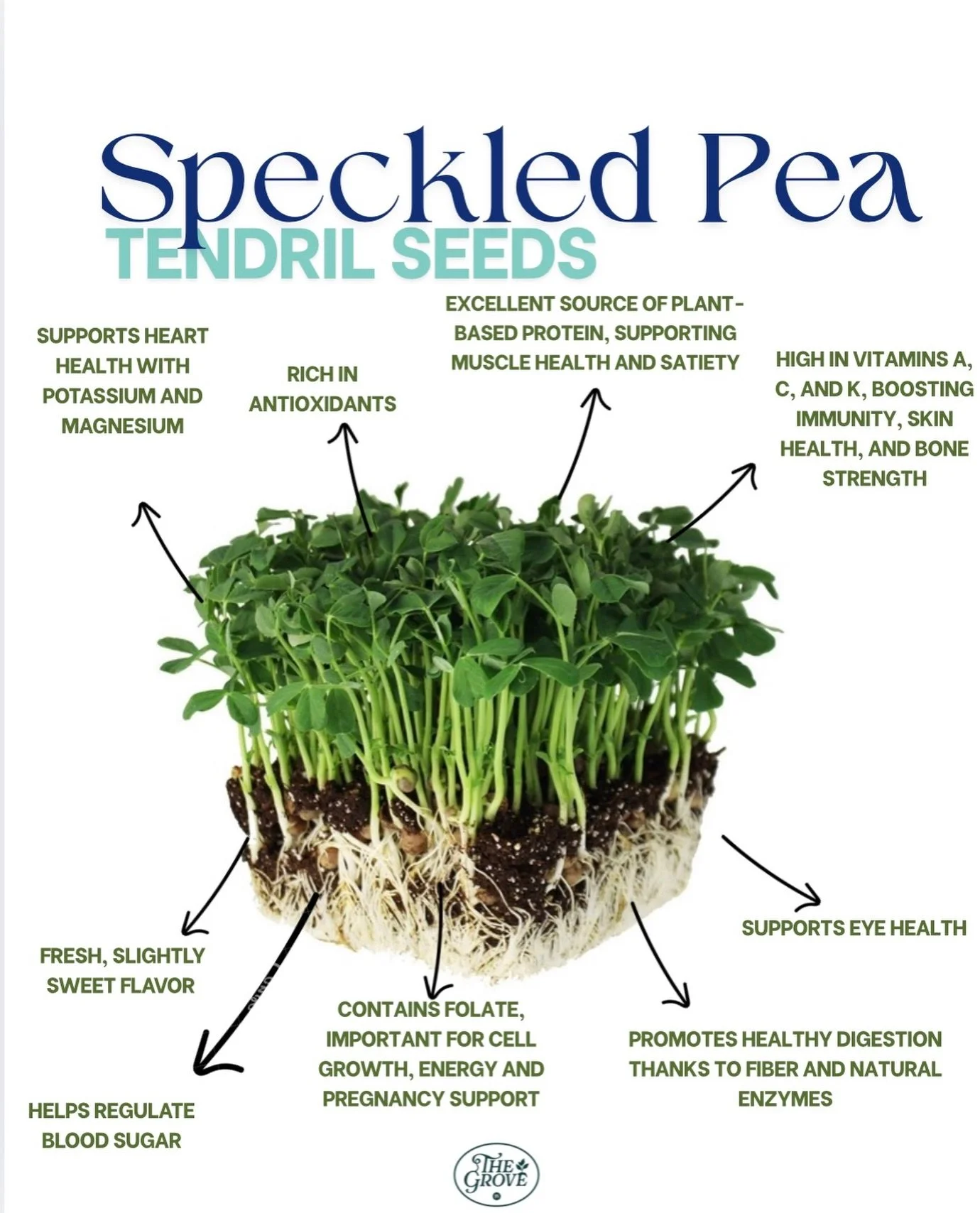 If you love fresh, crunchy toppings, speckled pea tendrils are about to be your new favorite 🌱
Think salads, sandwiches, grain bowls, eggs &mdash; anywhere you&rsquo;d add a little green crunch with a hint of sweetness.

#PeaTendrils
#FoodieGreens
#