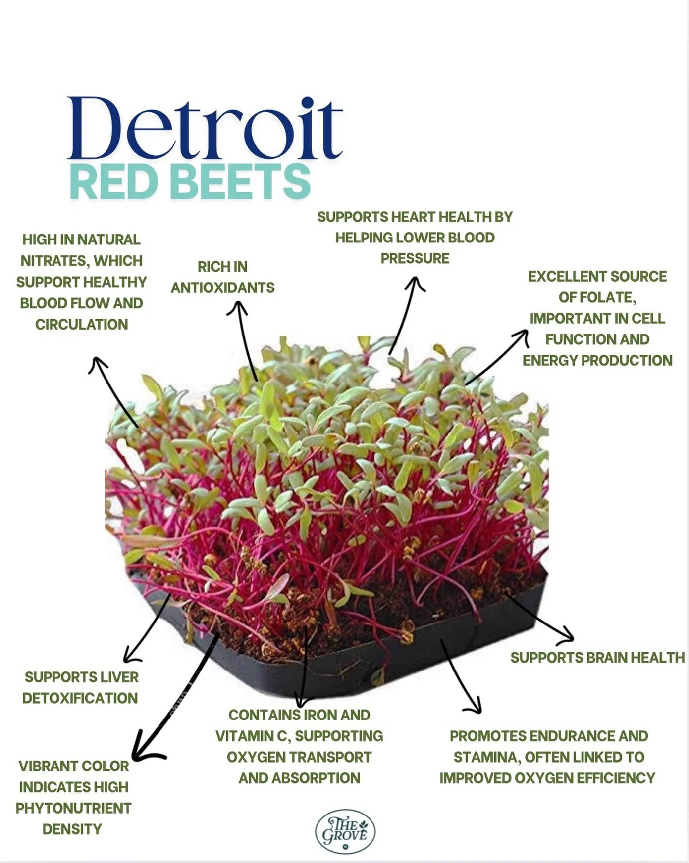 Bold color, bold benefits ❤️🌱
Detroit Red Beet microgreens aren&rsquo;t just beautiful&mdash;they&rsquo;re packed with nutrients that support circulation, heart health, and natural energy. That deep red hue? A sign of powerful phytonutrients doing g