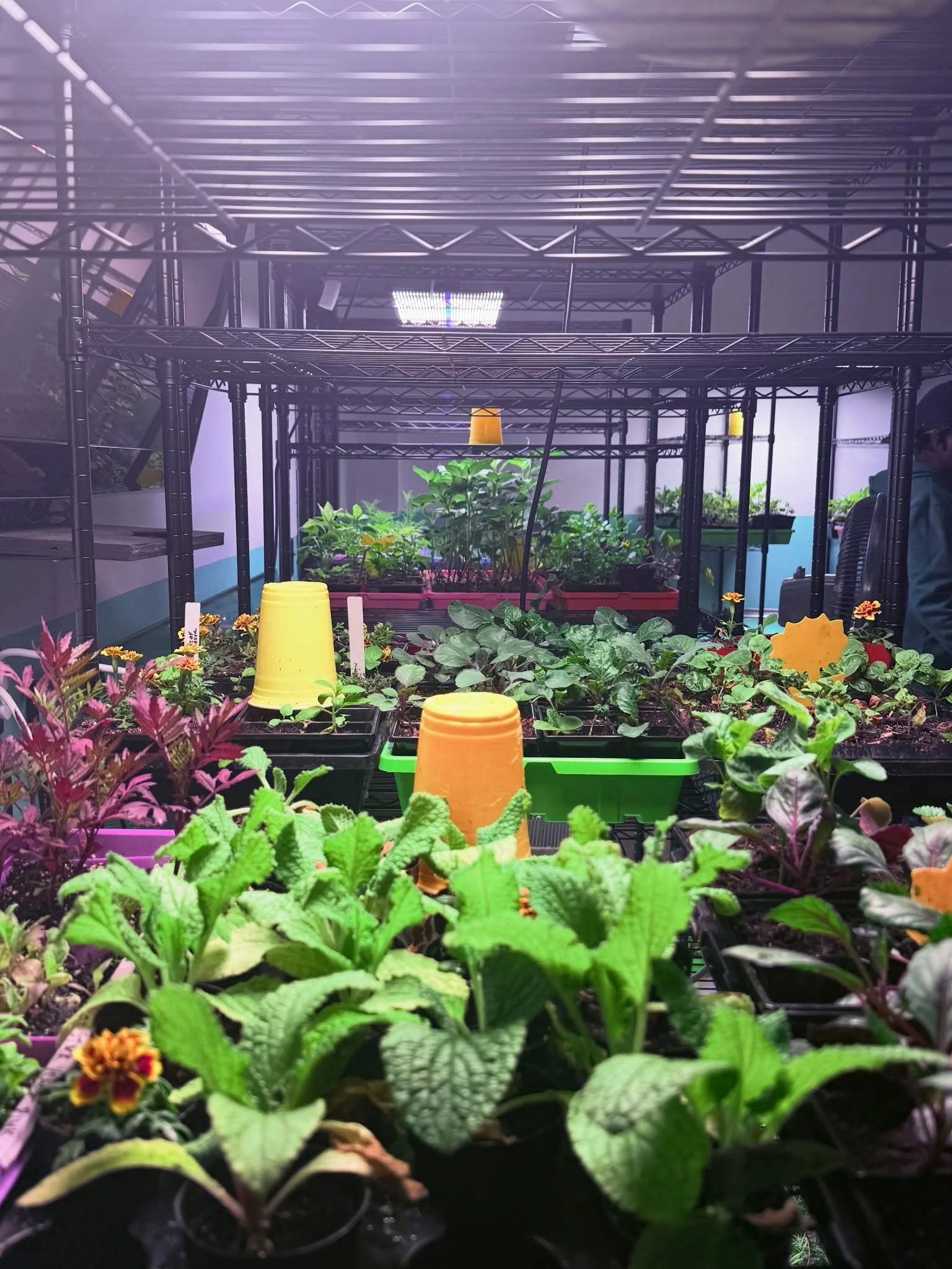 Spring loading&hellip; 🌿 trays full, hearts expectant! 

So many trays to be transplanted into The Grove in the upcoming weeks.