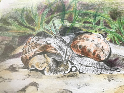 nature’s recyling agent — the snail