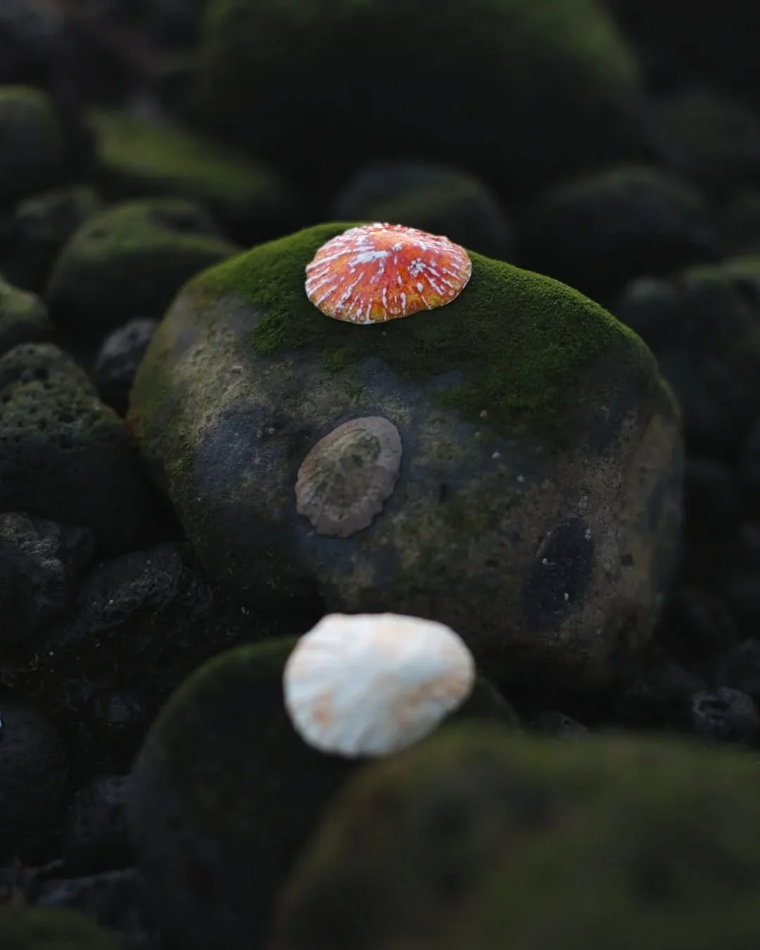 Lapas: um simples detalhe em cer&acirc;mica, cheio de mem&oacute;rias e significado.

#handmade #claycreations #adolfomendoncaatelier