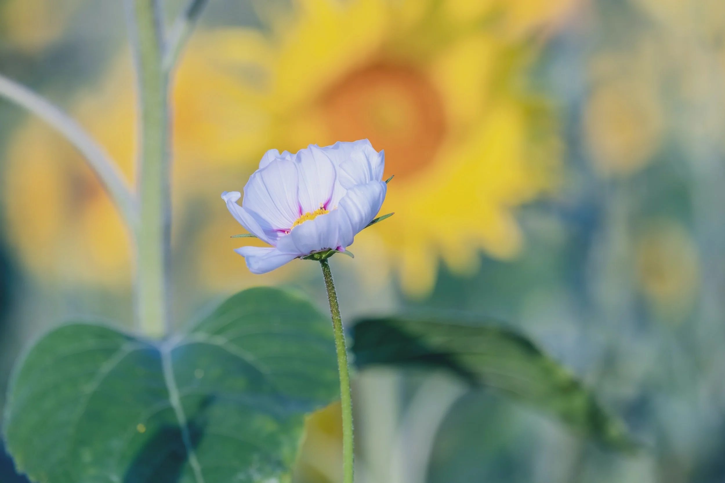 Summar í Meinigheitshúsinum