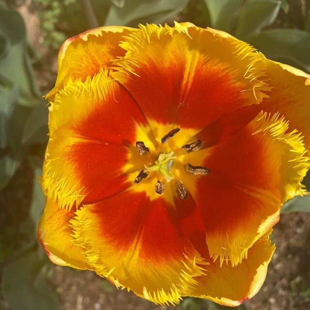 Sometimes ya gotta stop and smell the flowers.
Went for a little run to Georgetown today and then spent a little time appreciating it