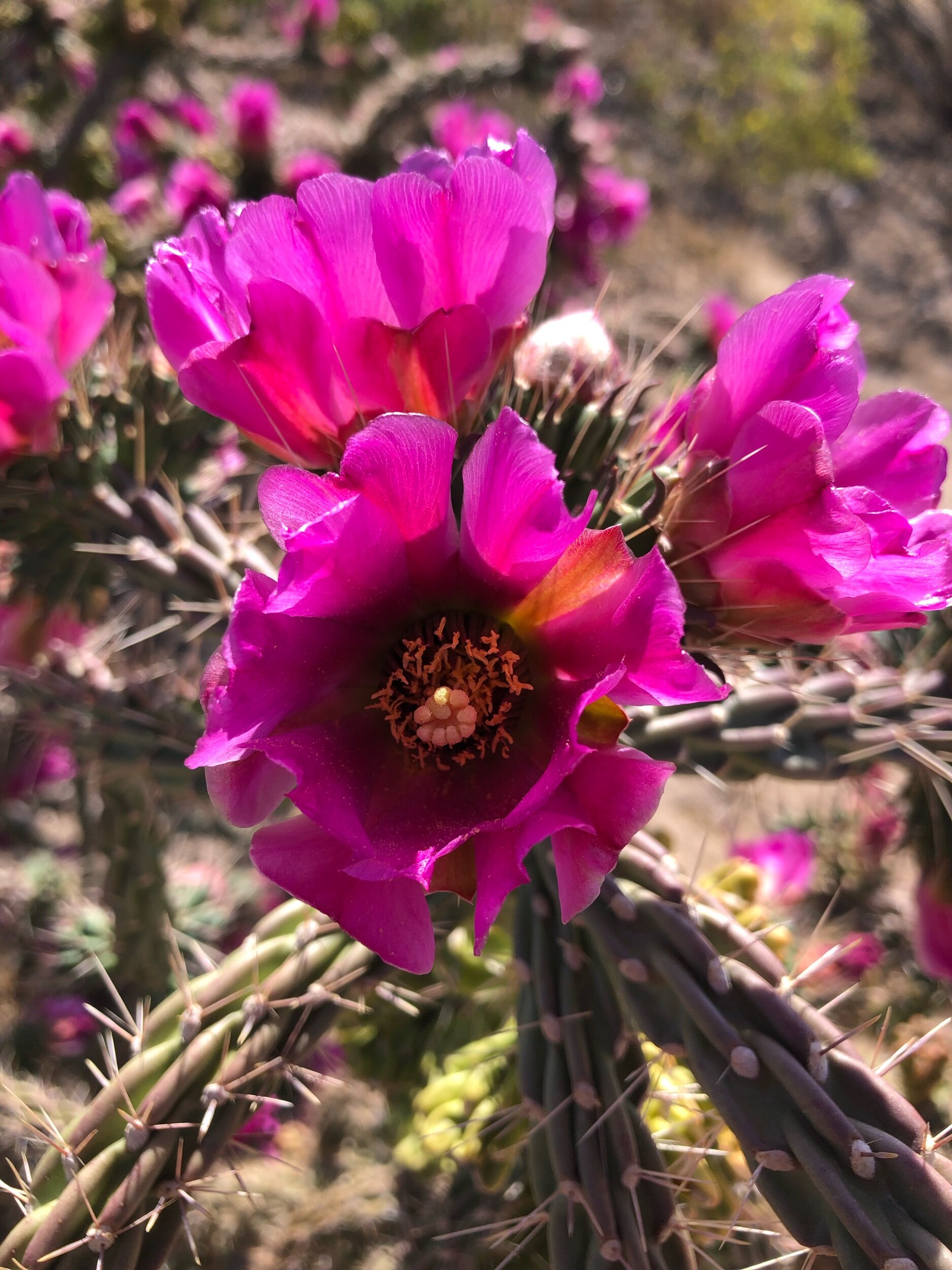 IMG_0885.jpeg