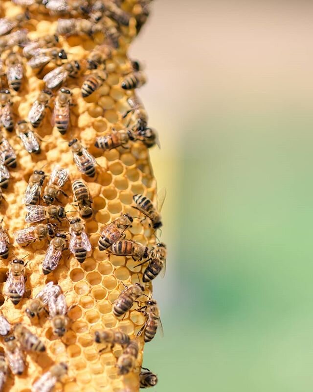 Happy friday! Did you know that all worker bees are female? Only about 15% of the hive are drones (males) and are only responsible for mating. If that isn't your female empowerment for the day, I don't know what is!
&bull;
📷: @vbbcreative