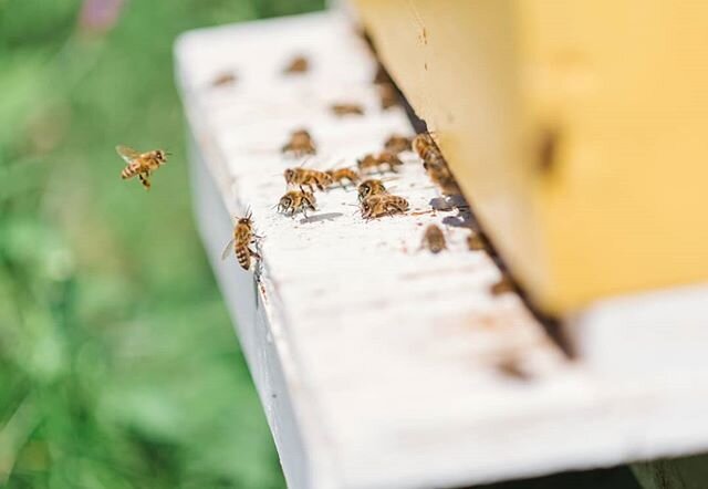 You're not the only one working hard this Tuesday! Yesterday was the first official day of fall, and that means these girls are working harder and longer this autumn to prepare their colonies for winter! 🍂🐝
&bull;
📷: Our very own @vbbcreative &bul