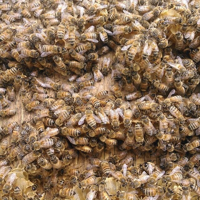 Checking in some hives. Lots stuck to the lid. Swarm season has officially started!!