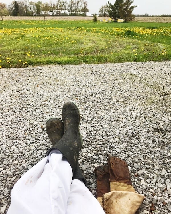 💛 Dandelion season 💛
Make sure to let your dandelions grow for the bees to start their busiest buzzing season! Plus it's super nice to look at a healthy and yellow yard that is also friendly for all the pollinators and birds 💛
&bull;
📷: @whitneyb