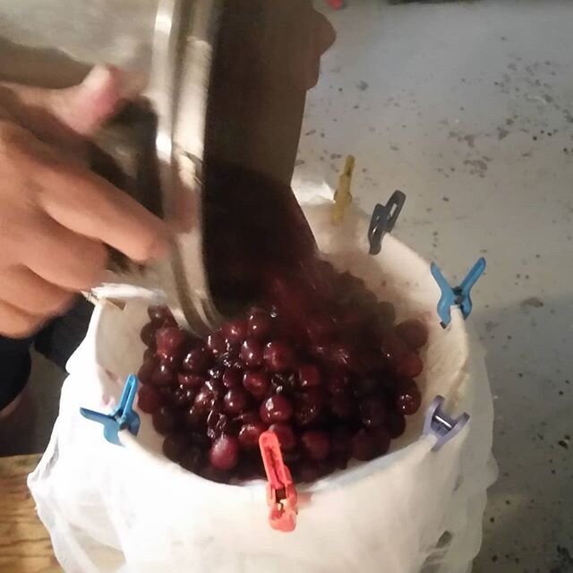 This is what happens when beekeepers get bored. 10 lbs of honey and 12 lbs of cherries will make mead! 🍒🍯🍺
&bull;
&bull;
#urbanbeekeeping #beekeepersofinstagram #homemade #mead #crueltyfreehoney #honeybees #canadianhoney #honeymead