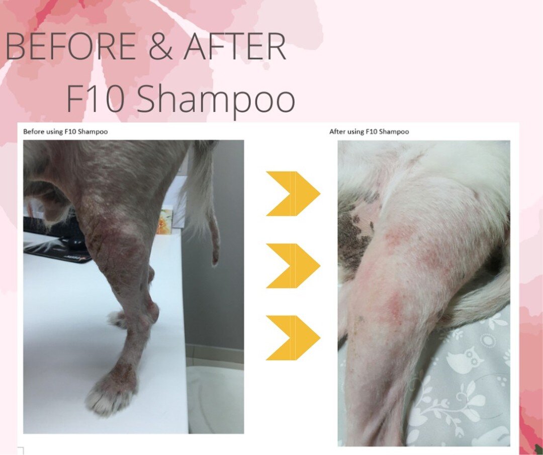 F10 GERMICIDAL TREATMENT SHAMPOO
 (All Species. All Ages)
 
*Bactericidal
*Fungicidal
*Sporicidal
*Virucidal

Treatment for skin conditions of bacterial, fungal or viral origin
Prevention of infection