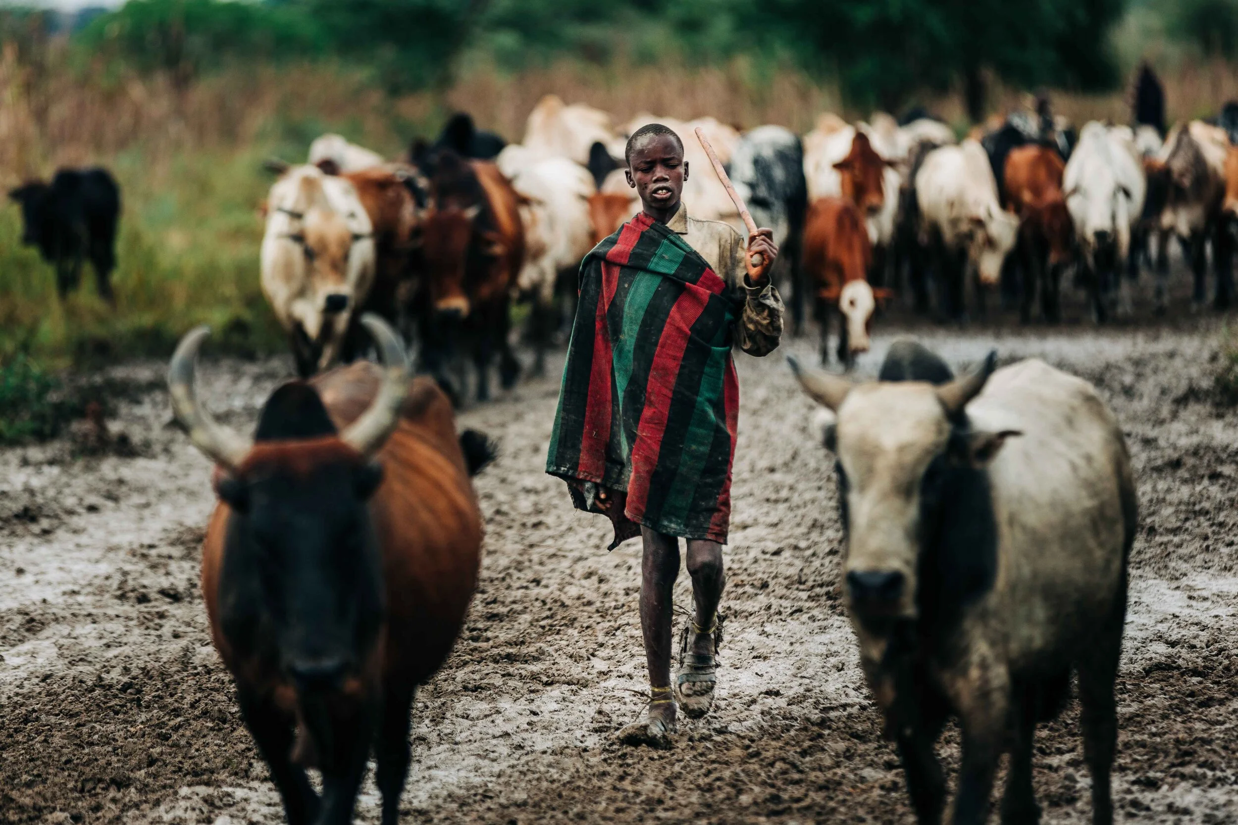 A Karimajong boy walks through sticky mud while tending to his family’s herd of livestock.