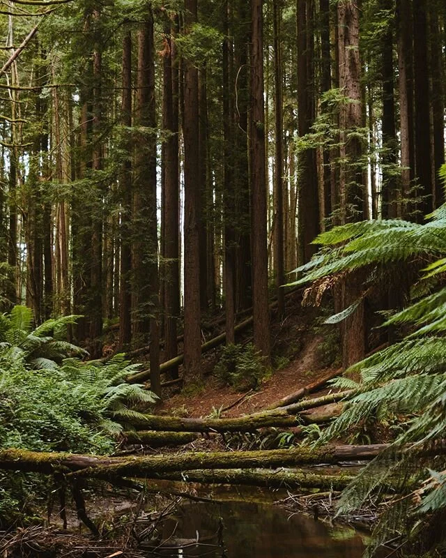 Australia&rsquo;s most photogenic forest .
.
.
.
.
#canonaustralia#visualsoflife#theglobewanderer#collectivelycreate#earthfocus#ourplanetdaily#folkgood#lensbible#roamtheplanet#discoverearth#awesomephotographers#seeaustralia#beautifuldestinations#thei