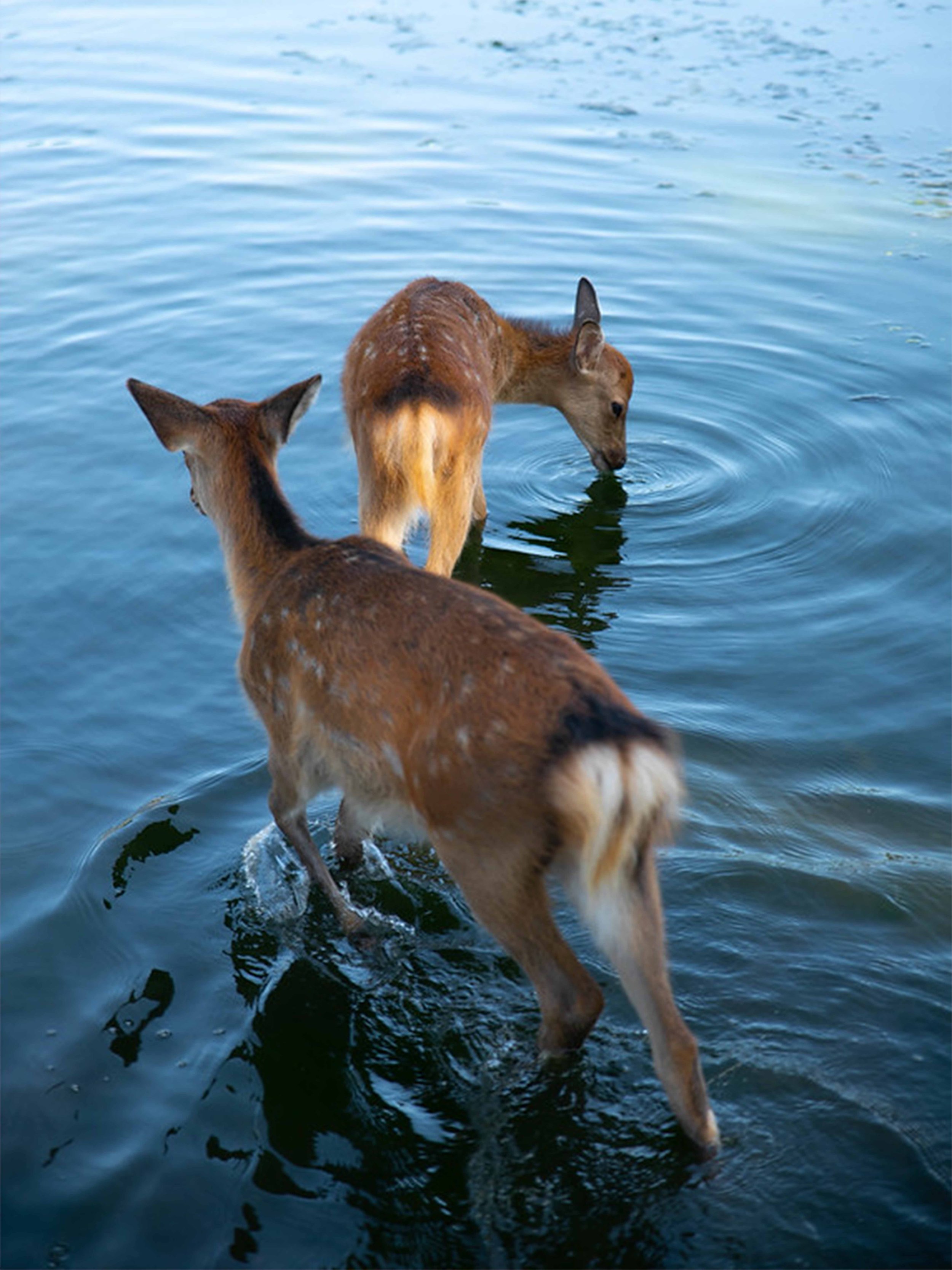 Two dogs wading in a body of water, one with its head down in the water and the other looking to the side.