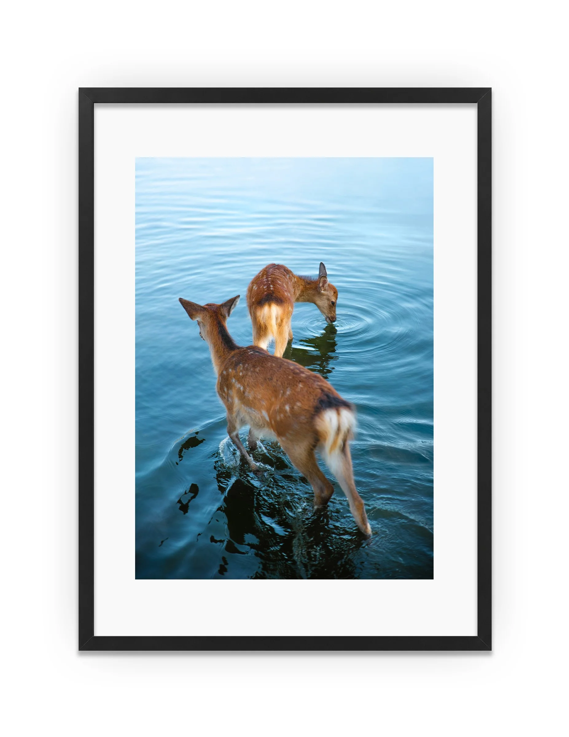 BLACK_DeersofNara.jpg