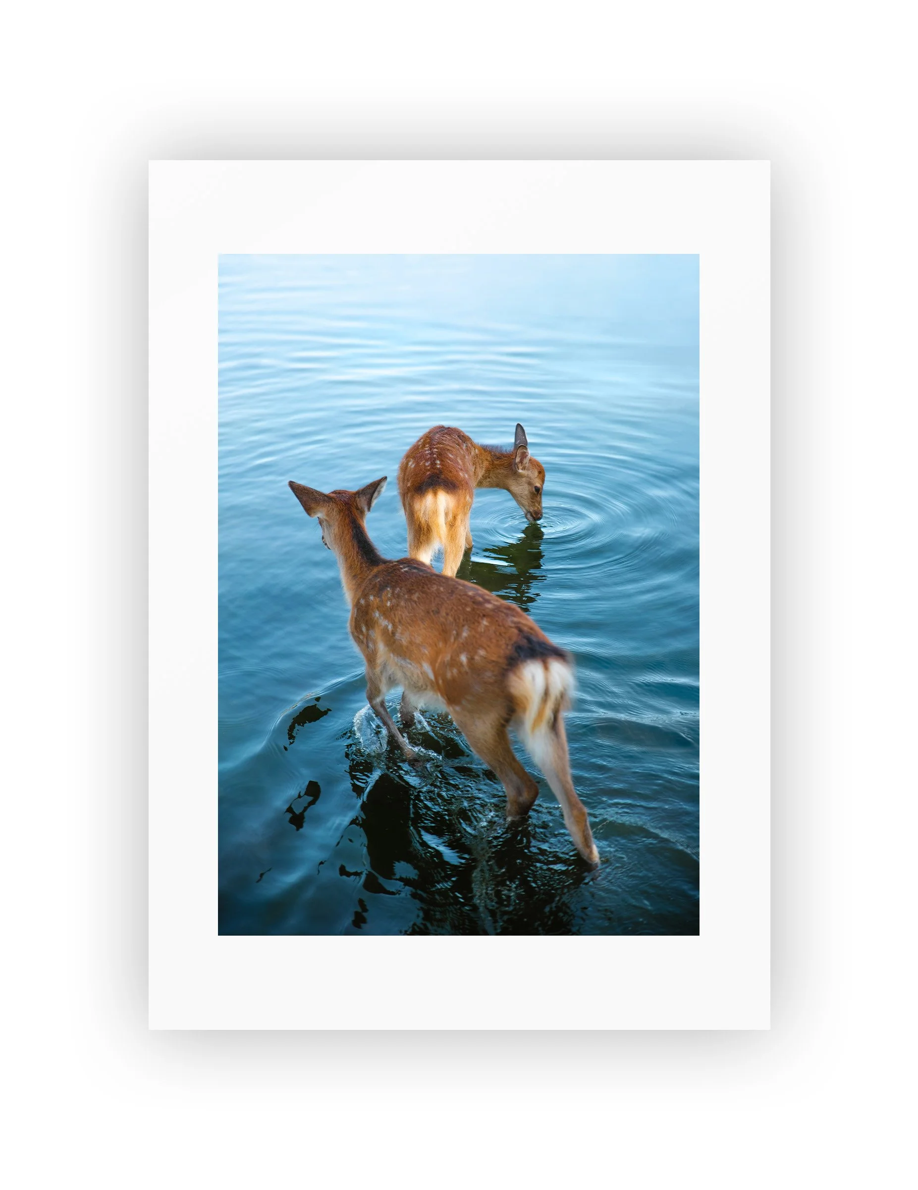 NO FRAME_DeersofNara.jpg