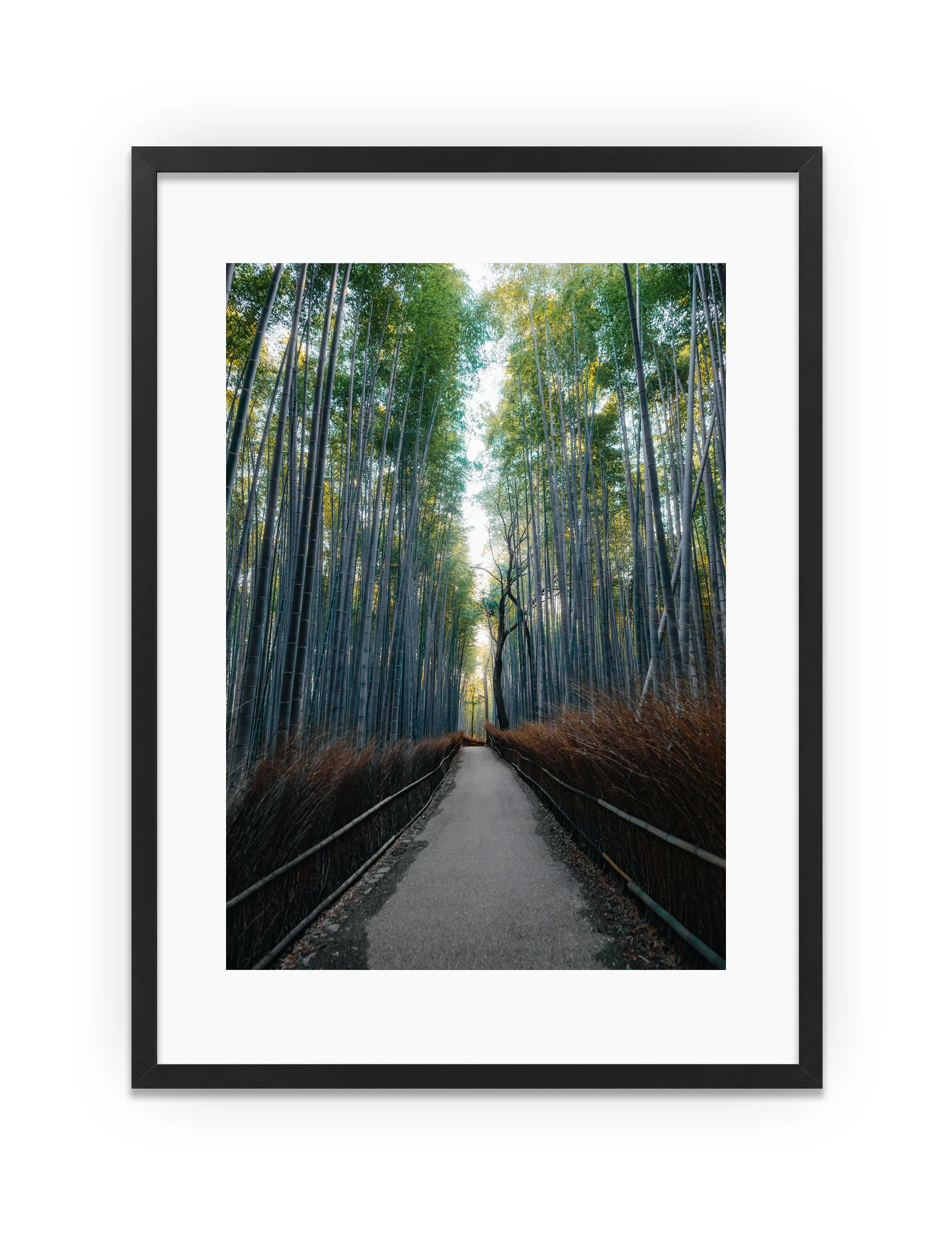 SAGANO BAMBOO FOREST