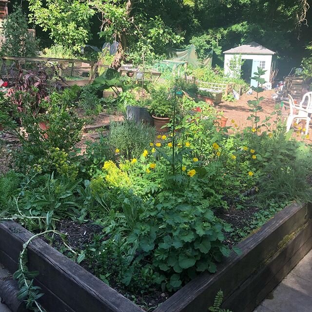 It was so lovely to spend a moment in the Queen&rsquo;s Wood Community Garden this afternoon after a couple of months away.

I&rsquo;m used to being there every Wednesday morning and working in the beautiful cabin. I know how much I love this space a