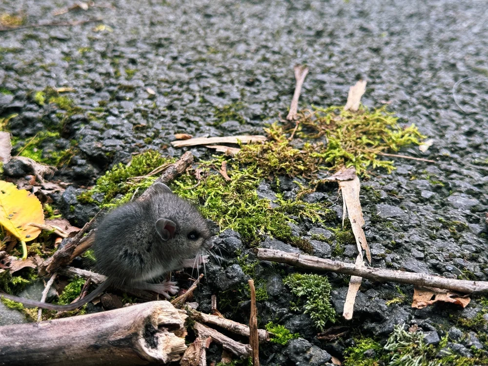 Field Mouse