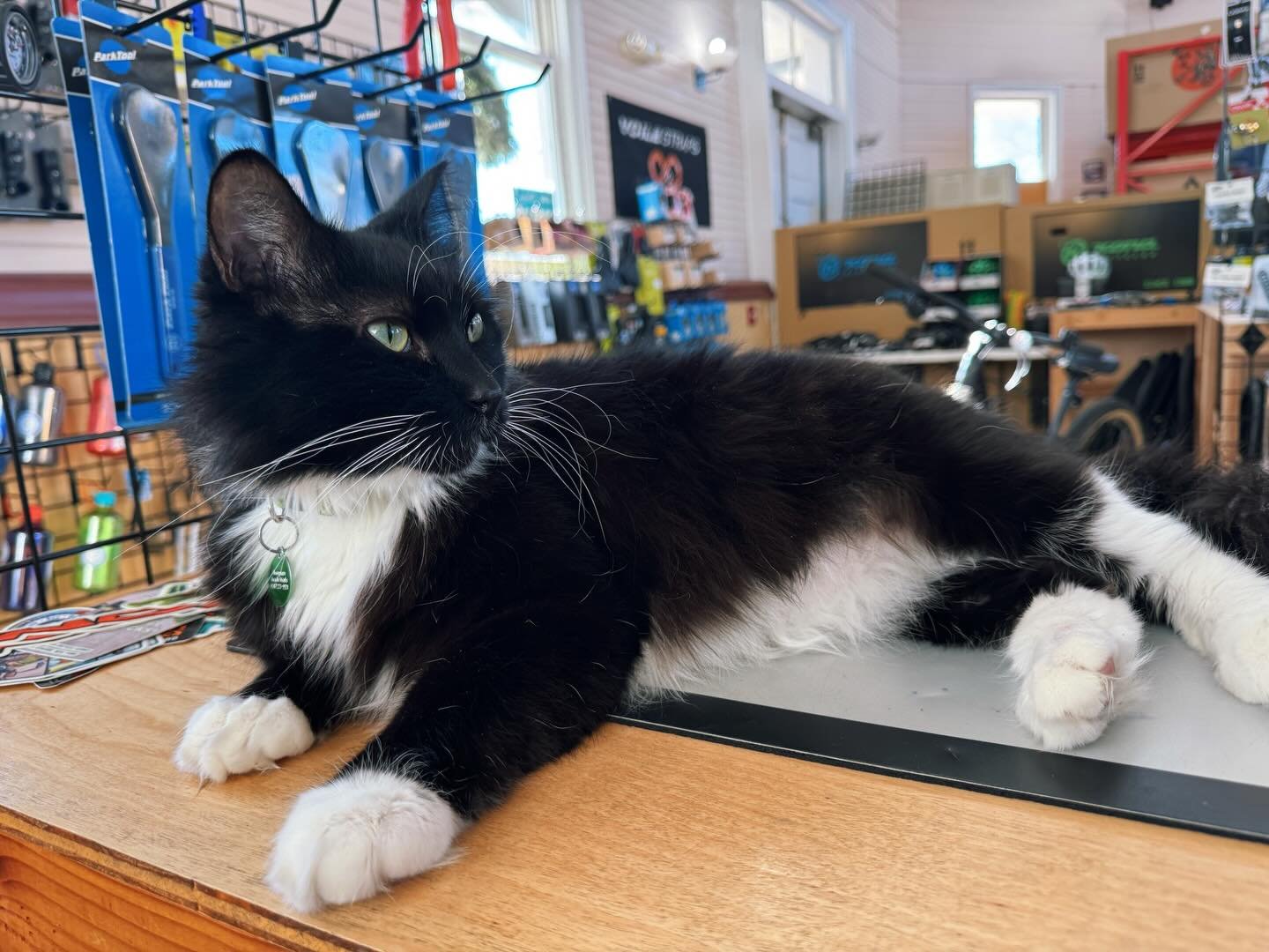 Socks would like everyone to know that he&rsquo;ll be in the shop all weekend, and he&rsquo;d love for you to stop in and give him all the pets. This is our second to last weekend, and your last chance to see Socks at the shop. All full-price, in-sto
