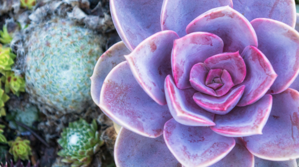 Striving for Liberatory Supervision: Reflections from the Field