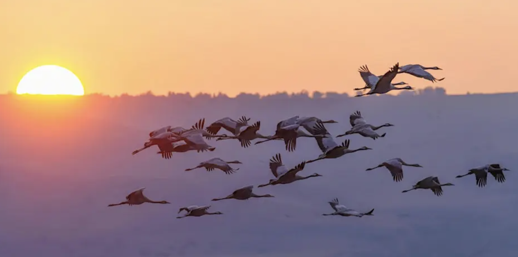 A flock of large cranes flying across a misty landscape at sunrise, their wings outstretched as they move together through soft pink and orange light above a fog-covered valley.