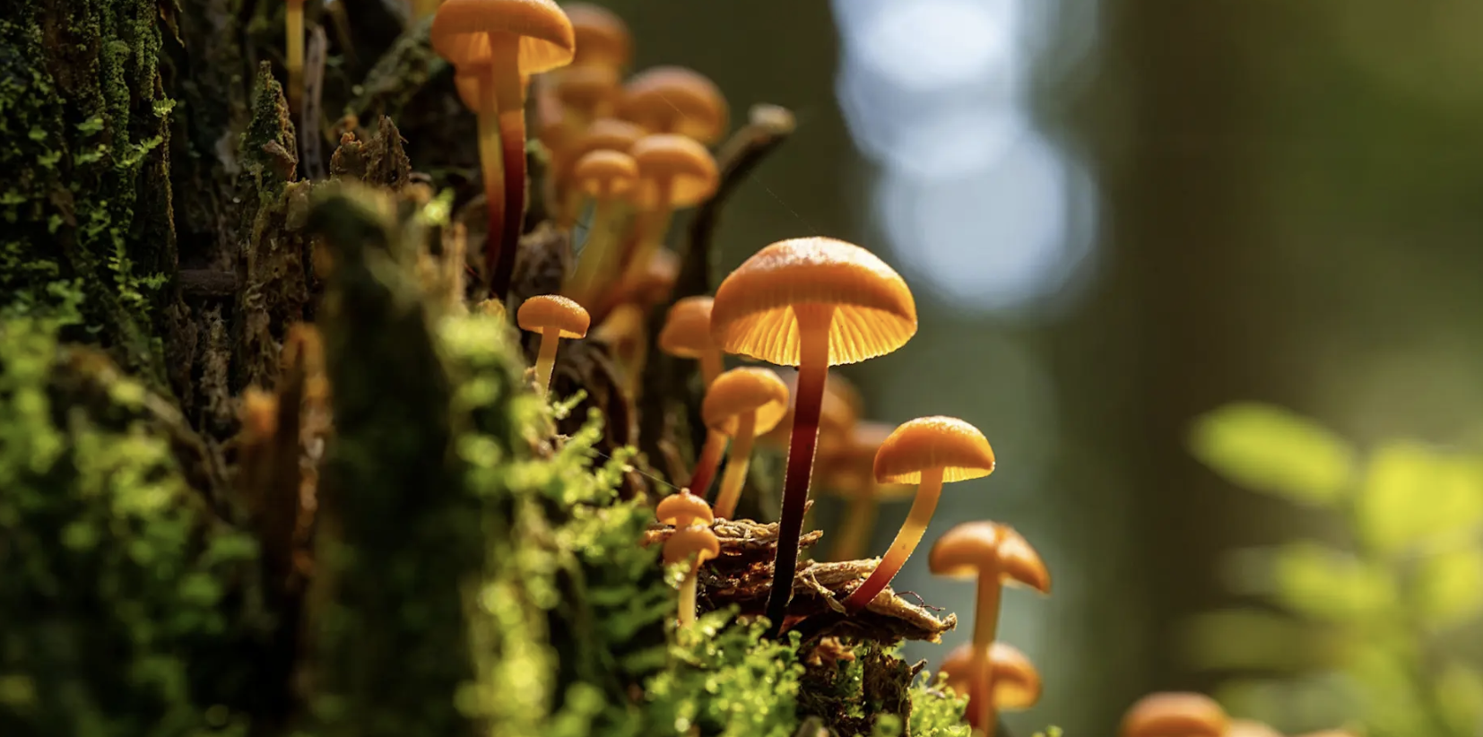 A cluster of small golden-orange mushrooms growing from a mossy log in a forest, photographed up close with soft bokeh background.